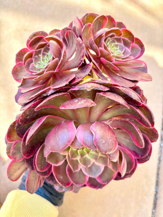 Aeonium Yenhuayao Variegated | Live Succulent Plant | Korean Succulent | Rare Imported Aeonium | Imported Plants
