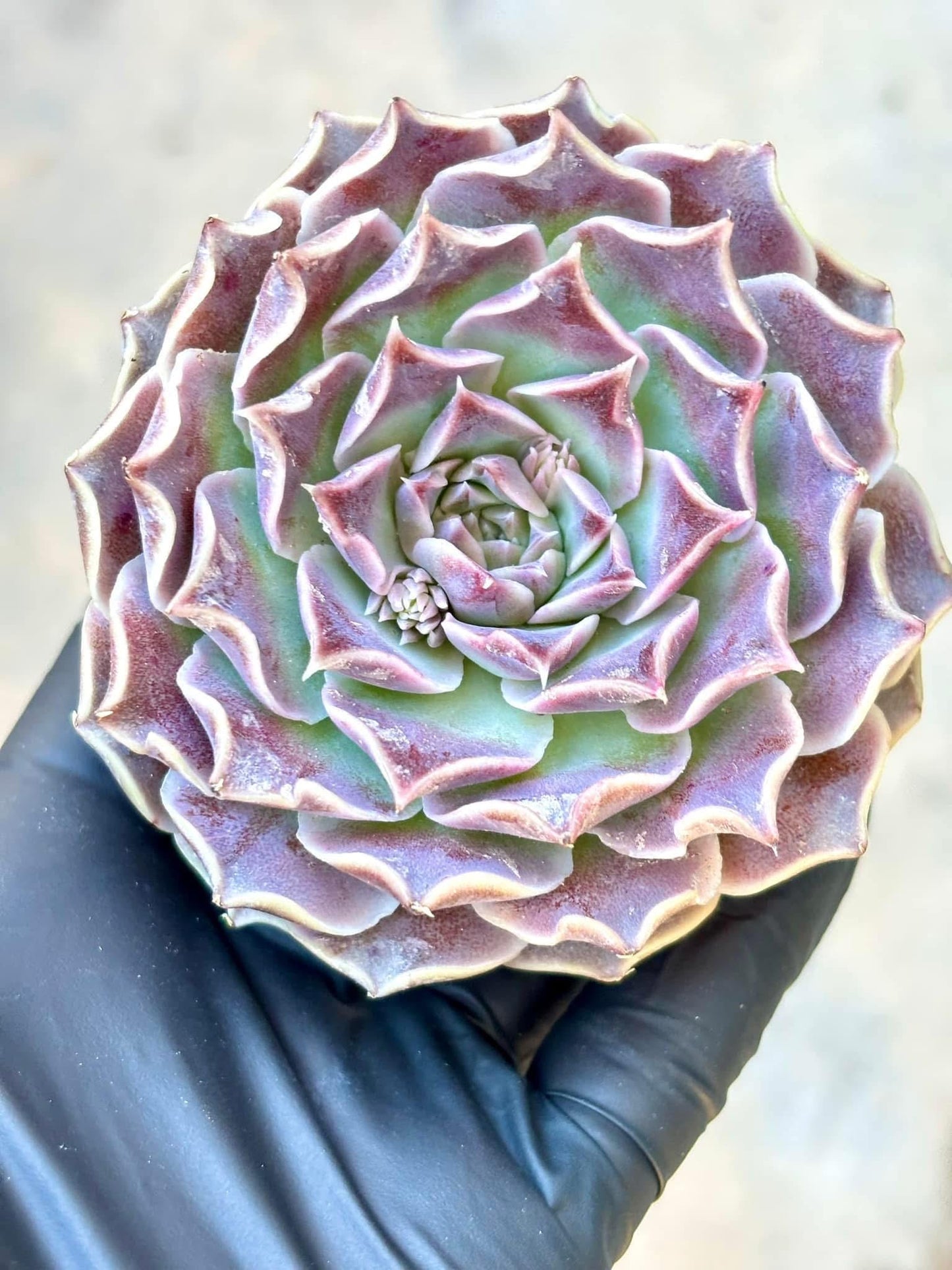 Echeveria Da Vinci Code | Live Succulent Plant | Korean Succulent | Rare Imported Echeveria | Imported Plants