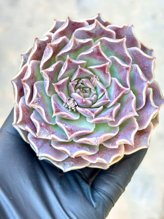 Echeveria Da Vinci Code | Live Succulent Plant | Korean Succulent | Rare Imported Echeveria | Imported Plants