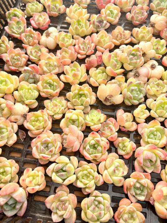 Echeveria Pink Celestial (5pcs) | Live Succulent Plant | Korean Succulent | Rare Imported Echeveria | Imported Plants