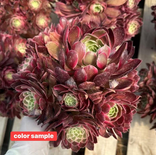 Aeonium Peacock Feather Variegated | Live Succulent Plant | Rare Imported Aeonium | Imported Plants