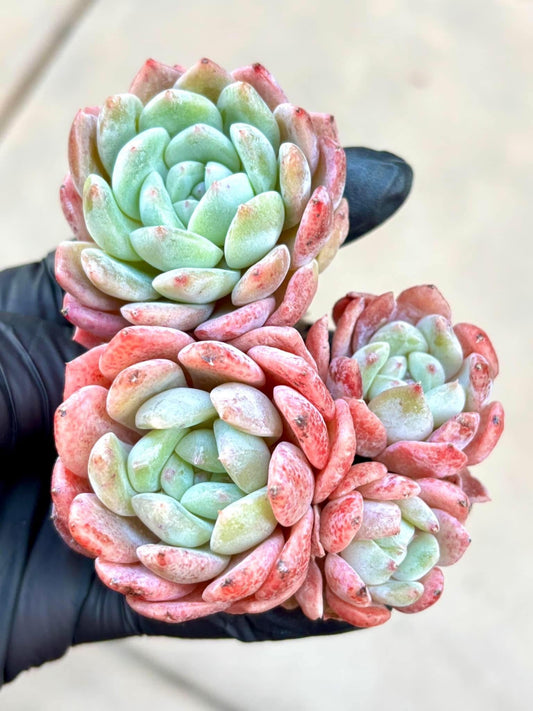 Echeveria Apple Monroe | Live Succulent Plant | Imported Plants | Pink Echeveria