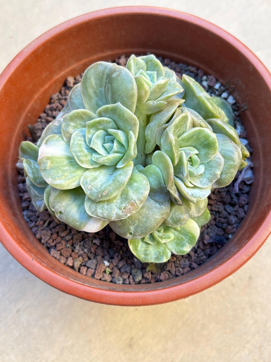 Echeveria Lovely Rose Variegated | Live Succulent Plant | Echeveria Cluster | Rare Imported Echeveria | Imported Plants