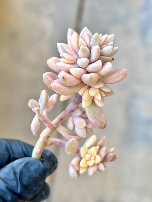 Graptopetalum Mirinae Variegated | Live Succulent Plant | Korean Succulent | Rare Imported Echeveria | Imported Plants