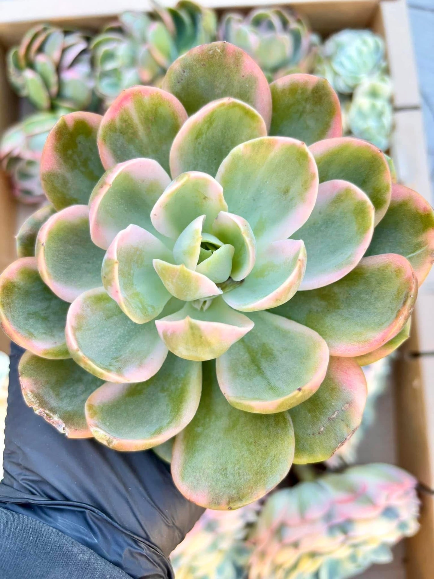 Echeveria Pansy Variegated | Live Succulent Plant | Korean Succulent | Variegated Echeveria | Imported Plants | Echeveria Cluster