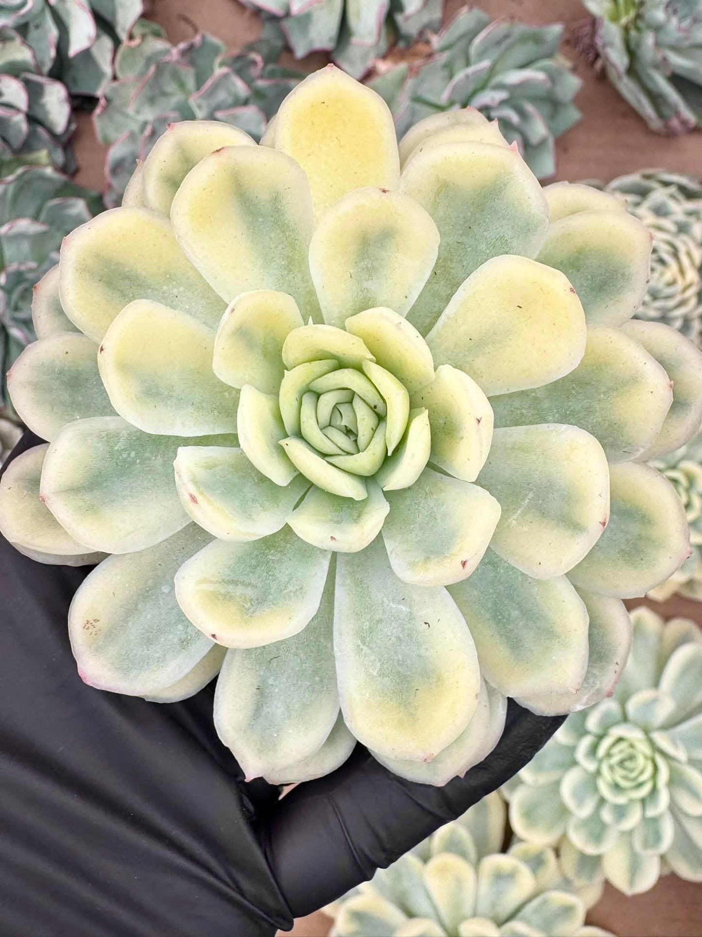 Echeveria Strawberry Ice Variegated | Live Succulent Plant | Korean Succulent | Variegated Echeveria | Imported Plants