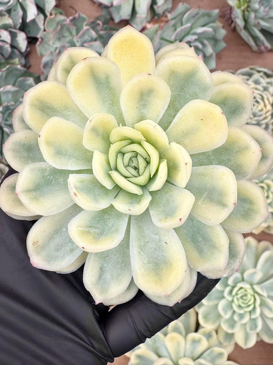 Echeveria Strawberry Ice Variegated | Live Succulent Plant | Korean Succulent | Variegated Echeveria | Imported Plants