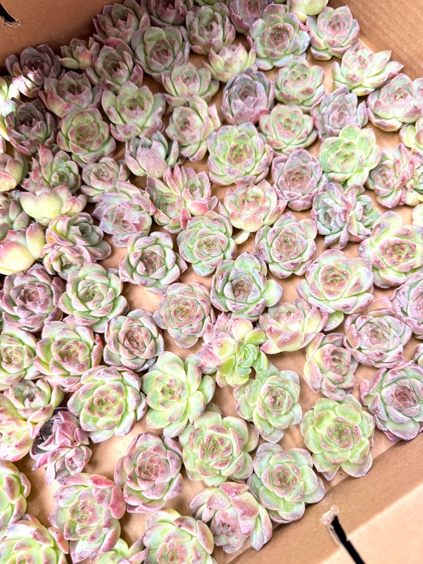 Echeveria Wheat Candy (5pcs) | Live Succulent Plant | Korean Succulent | Variegated Echeveria | Imported Plants | Cute Echeveria