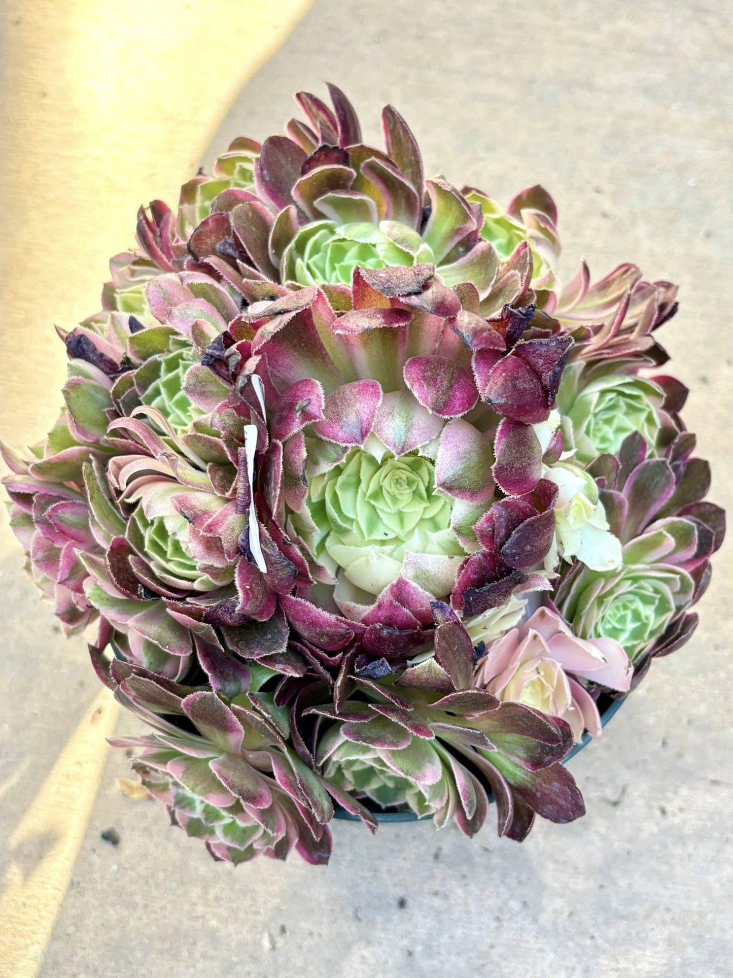 Aeonium Paradise Lost Variegated | Live Succulent Plant | Rare Imported Aeonium | Imported Plants