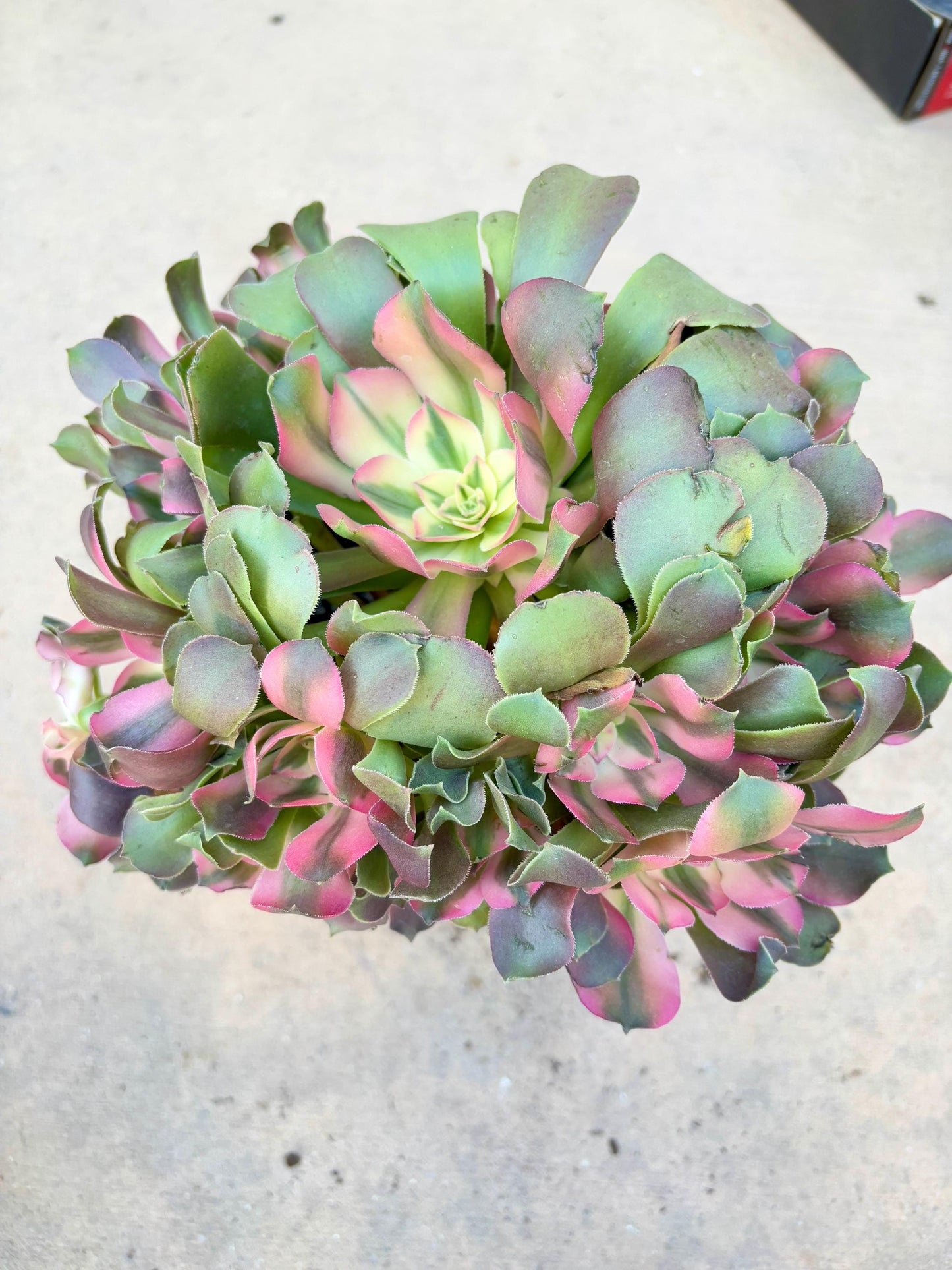 Aeonium Fragrant variegated | 10” width | Live Succulent Plant | Korean Succulent | Variegated aeonium | Imported Plants |