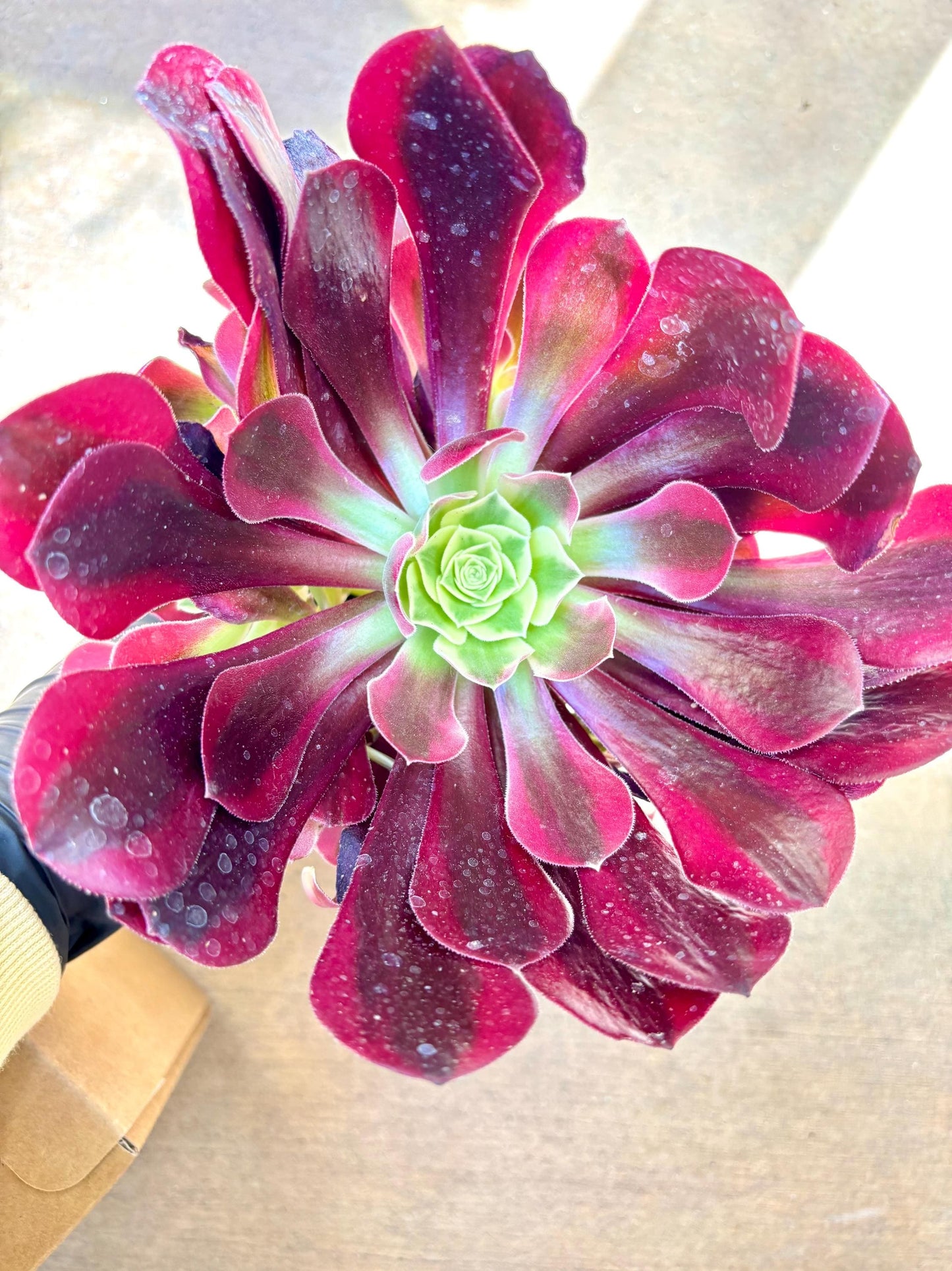 Aeonium Suyan Variegated | Live Succulent Plant | Korean Succulent | Rare Imported Aeonium | Imported Plants