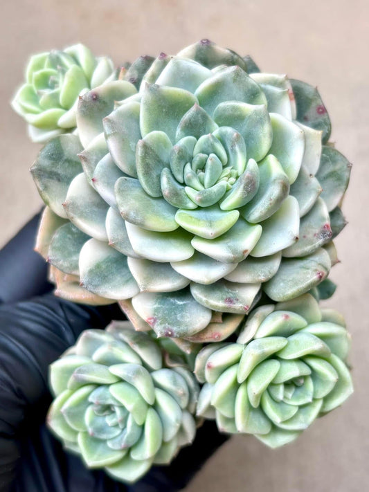 Echeveria Puppet Variegated | Live Succulent Plant | Korean Succulent | Rare Imported Echeveria | Imported Plants