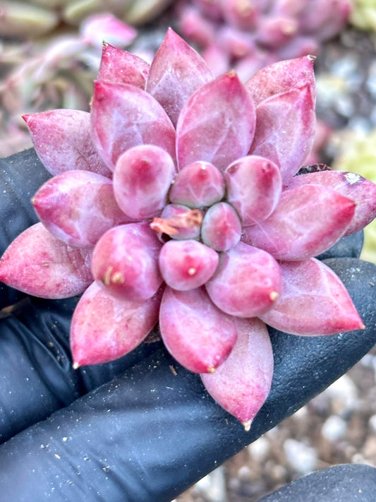 Echeveria Goldfish Hime | Live Succulent Plant | Korean Succulent | Rare Imported Echeveria | Imported Plants