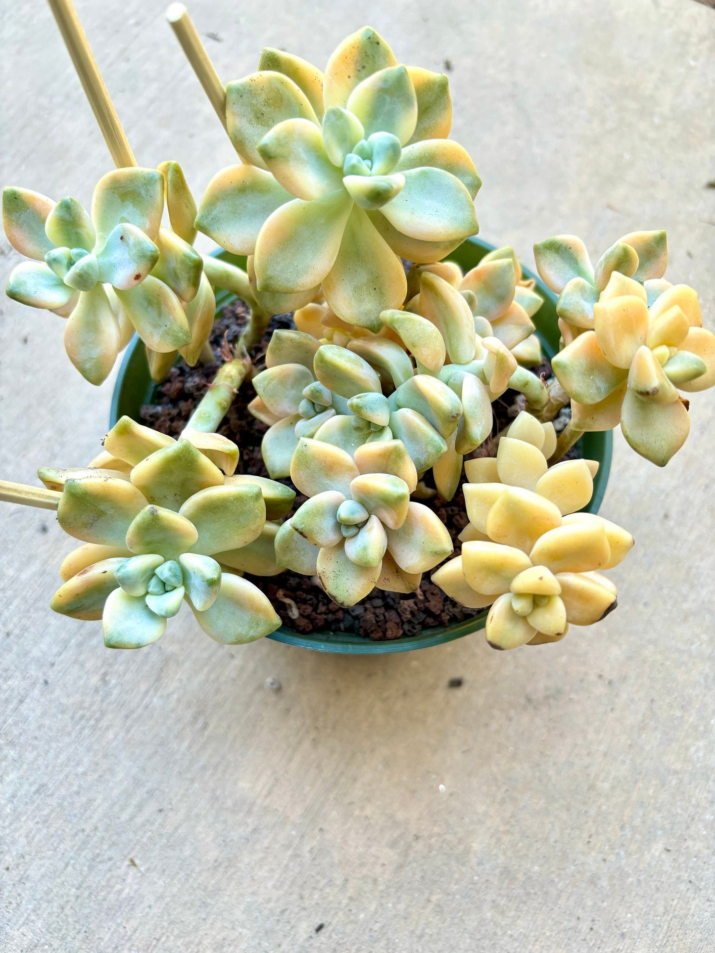 Echeveria Apricot Beauty Variegated | Live Succulent Plant | Korean Succulent | Rare Imported Echeveria | Imported Plants