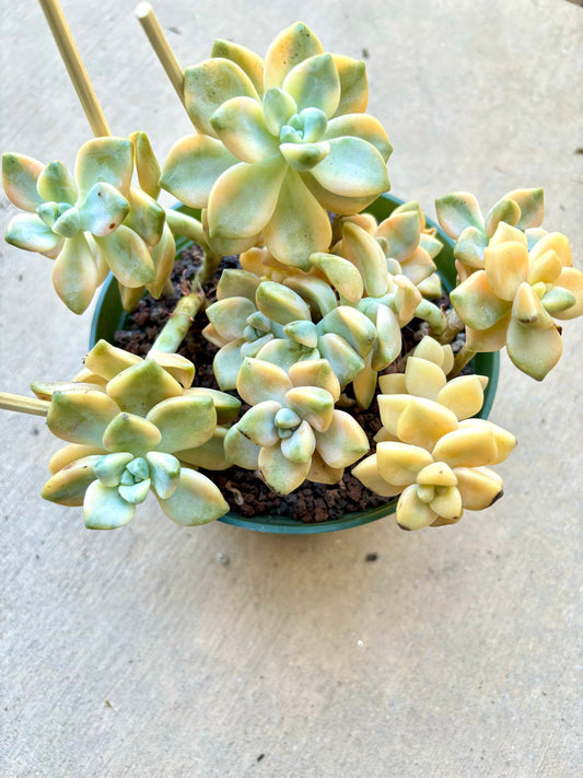 Echeveria Apricot Beauty Variegated | Live Succulent Plant | Korean Succulent | Rare Imported Echeveria | Imported Plants