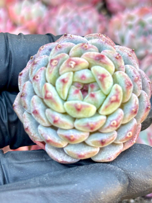 Echeveria Ball of Fat | Live Succulent Plant | Imported Plants | Imported Echeveria
