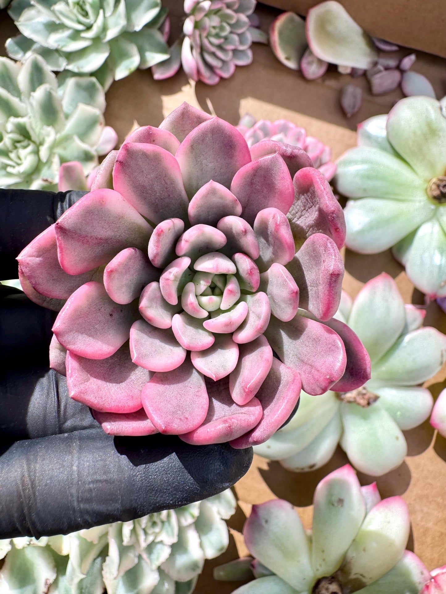 Echeveria Pink Ruby Variegated | Live Succulent Plant | Korean Succulent | Rare Imported Echeveria | Imported Plants