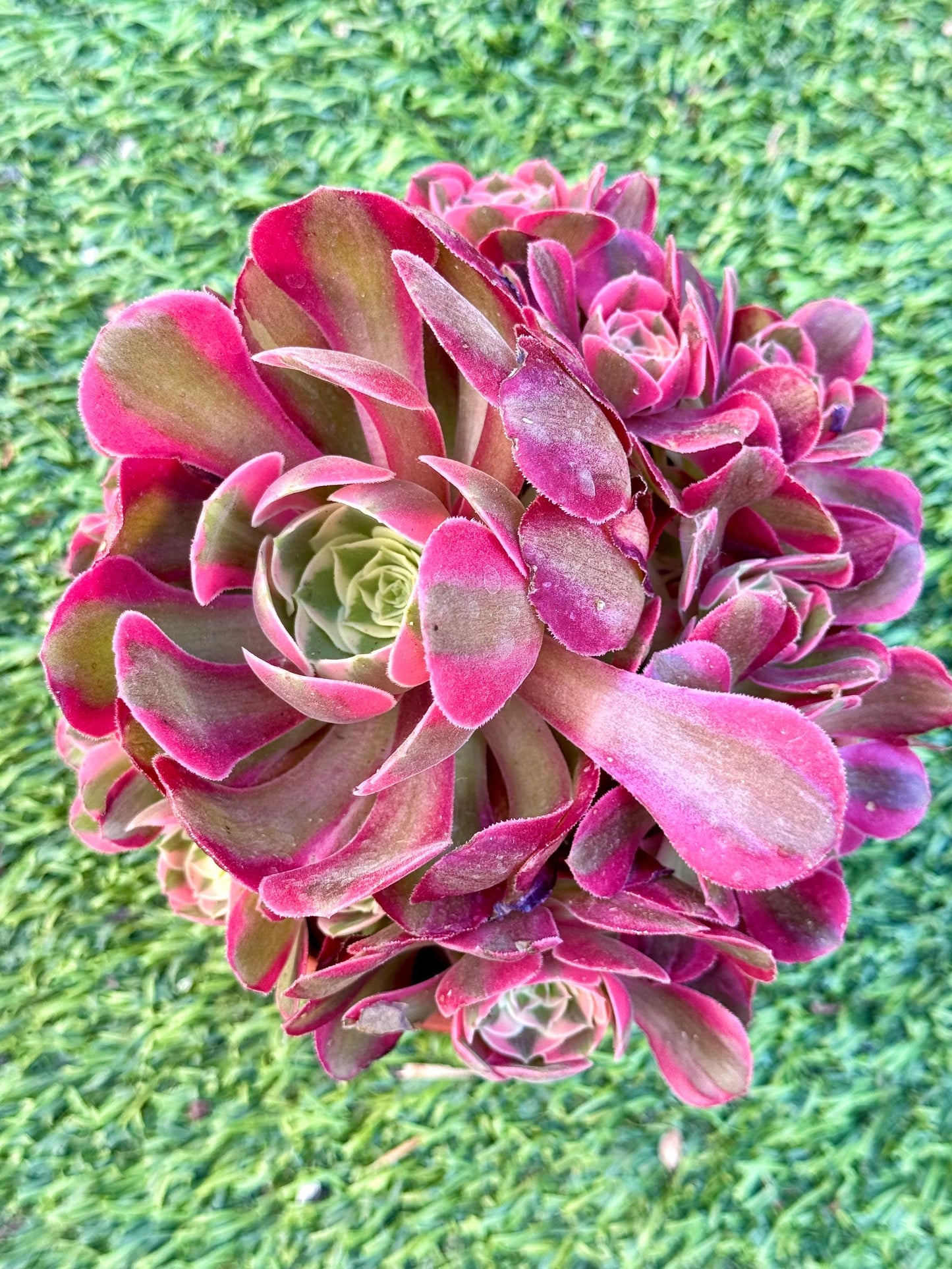 Aeonium Pink Girl Variegated | Rare Imported Succulent | Collector’s Succulent