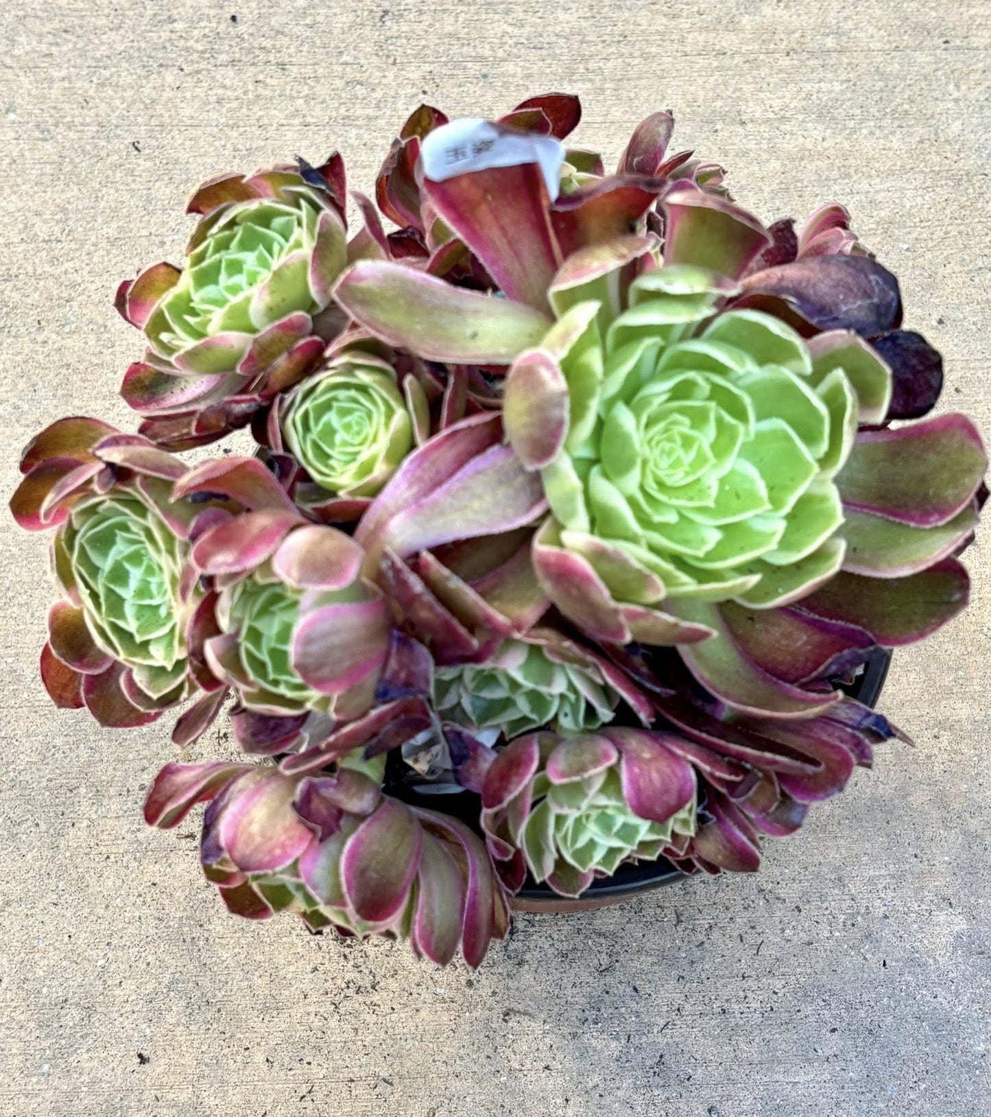 Aeonium Jade Variegated | Live Succulent Plant | Rare Imported Aeonium | Imported Plants