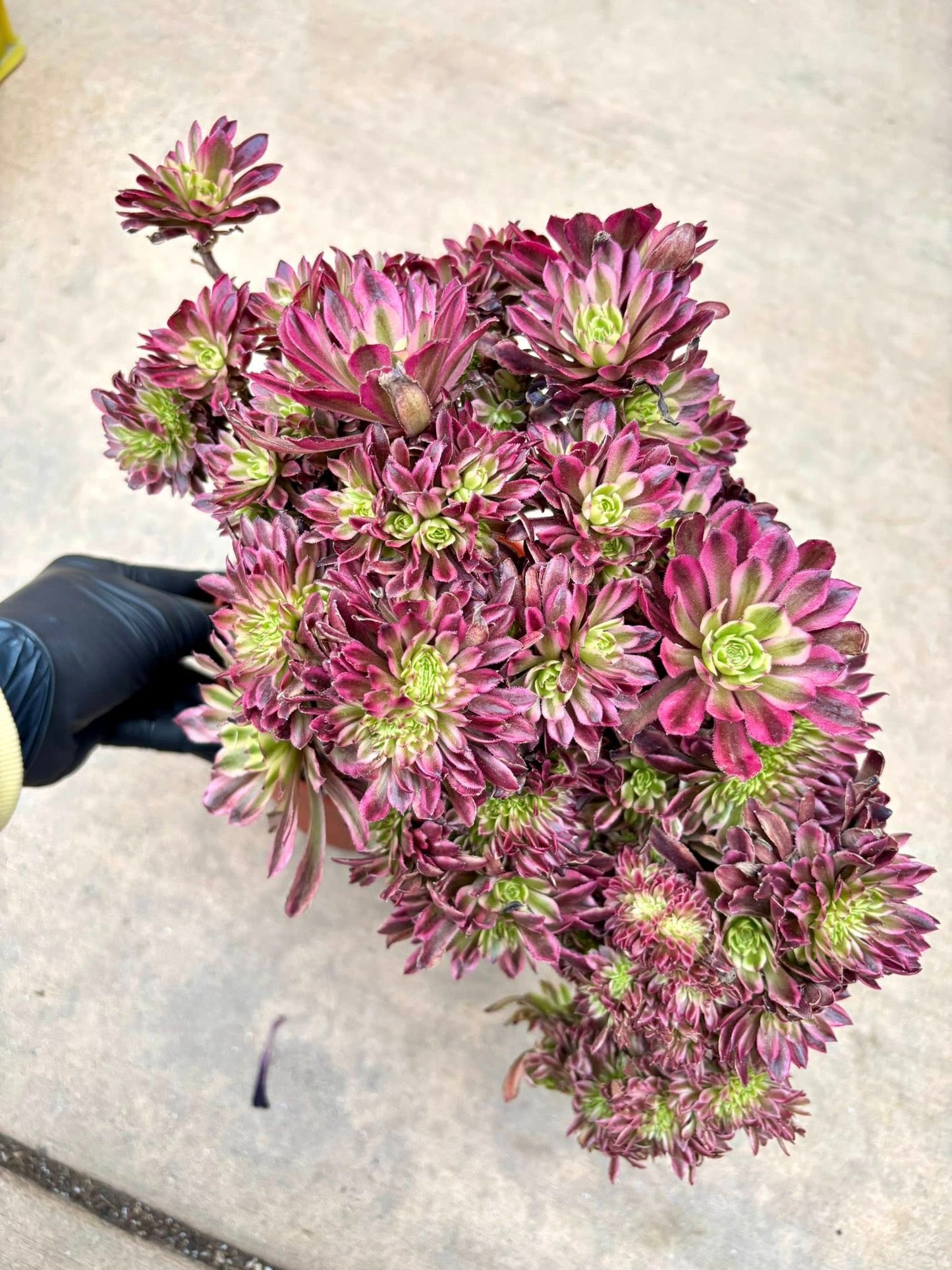 Aeonium Ink Bloom Variegated Crested | Live Succulent Plant | Korean Succulent | Rare Imported Echeveria | Imported Plants