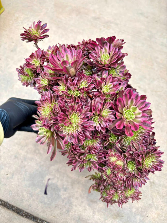 Aeonium Ink Bloom Variegated Crested | Live Succulent Plant | Korean Succulent | Rare Imported Echeveria | Imported Plants