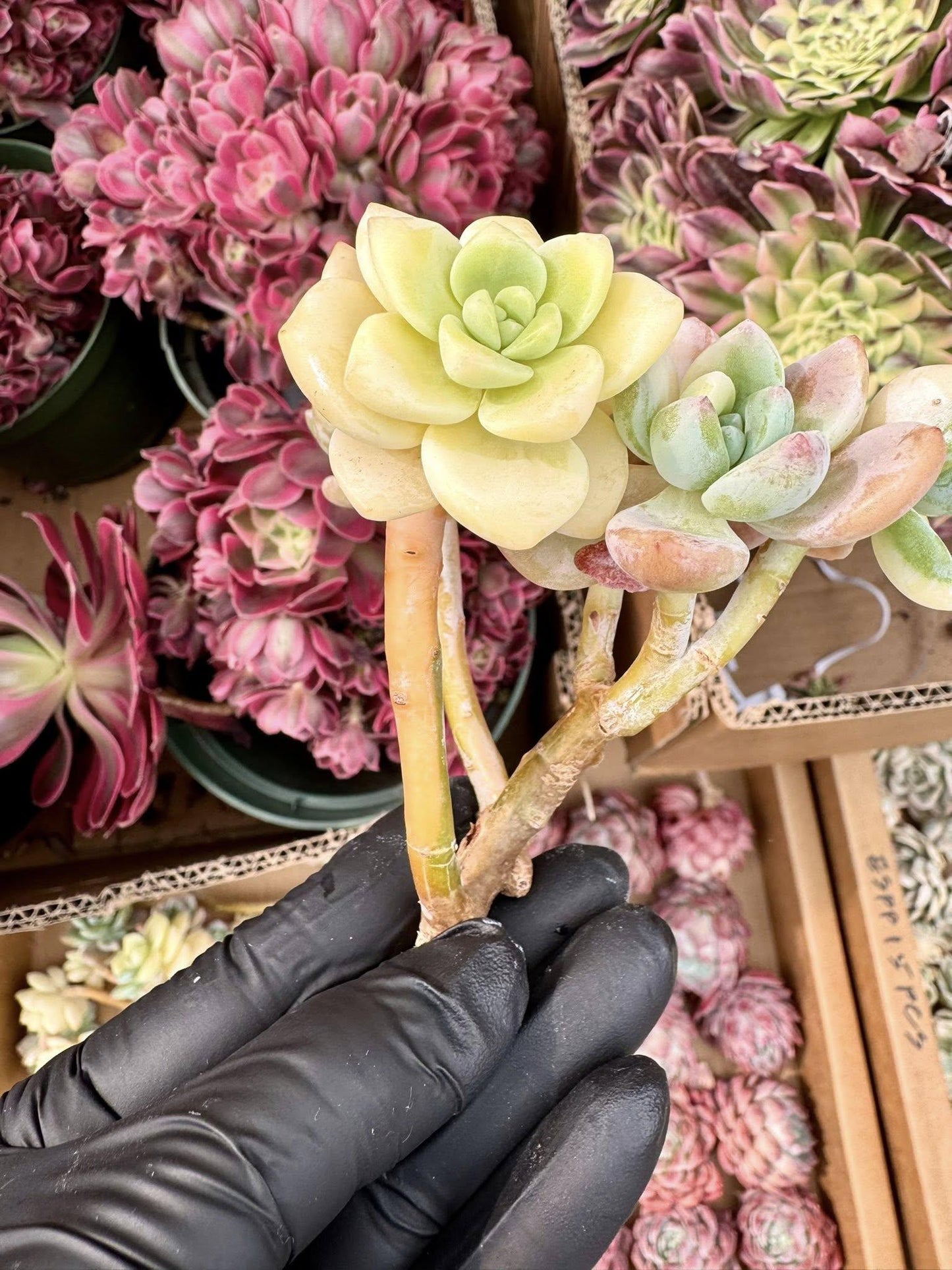 Echeveria Cold Leaf Variegated | Live Succulent Plant | Korean Succulent
