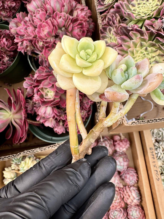 Echeveria Cold Leaf Variegated | Live Succulent Plant | Korean Succulent