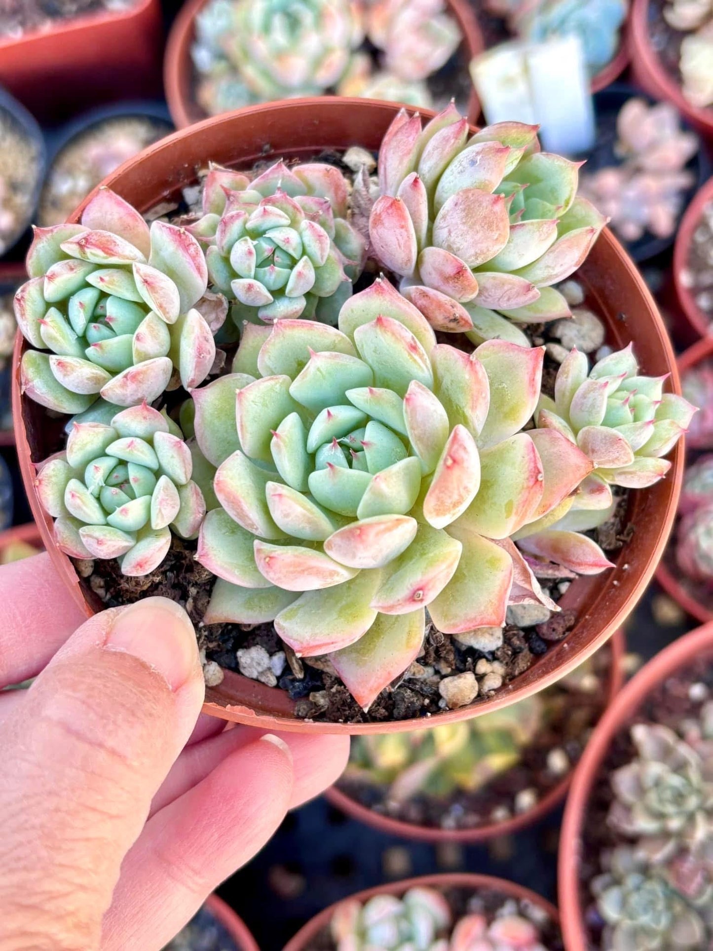 Echeveria Hwaga | 4” pot | Live Succulent Plant | Korean Succulent | Variegated Pachyveria | Imported Plants | Echeveria Clusters
