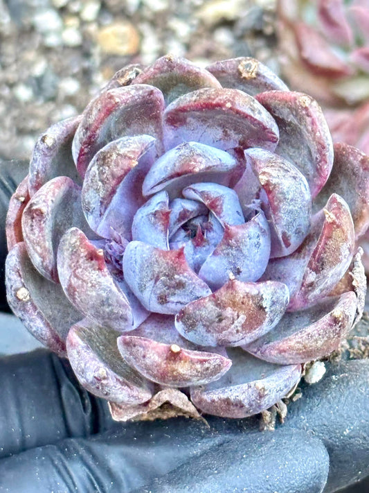 Echeveria Lanmei | Live Succulent Plant | Korean Succulent | Rare Imported Echeveria | Imported Plants