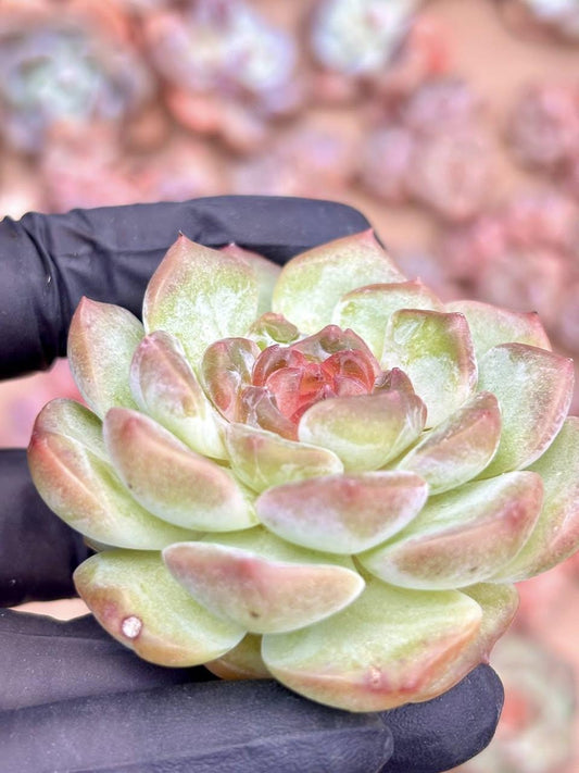 Echeveria Ice Candy Heart | Live Succulent Plant | Korean Succulent | Rare Imported Echeveria | Imported Plants