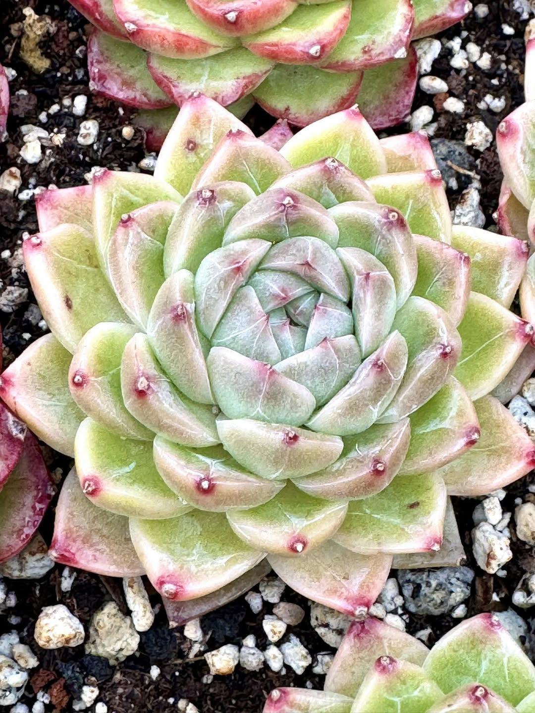 Echeveria Kiwi | Rare Imported Succulent | Collector’s Succulent
