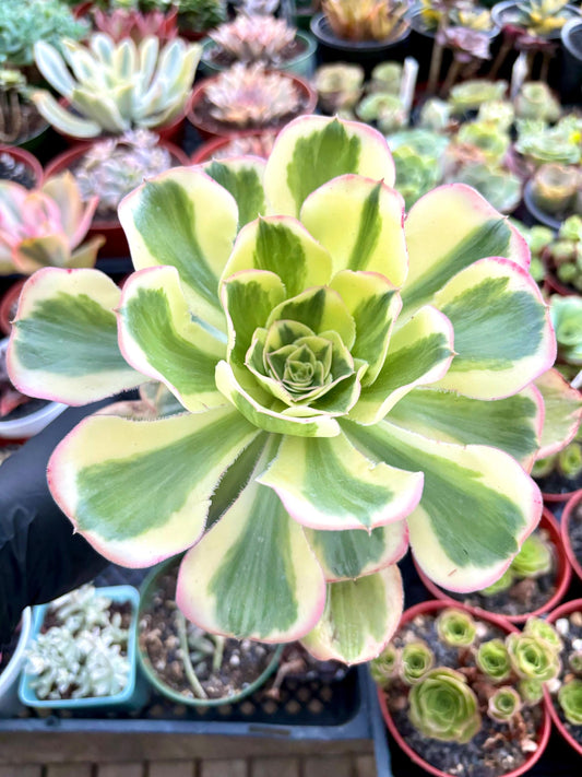 Aeonium Zeus Variegated | 6” pot | Live Succulent Plant | Korean Succulent | Variegated aeonium | Imported Plants |