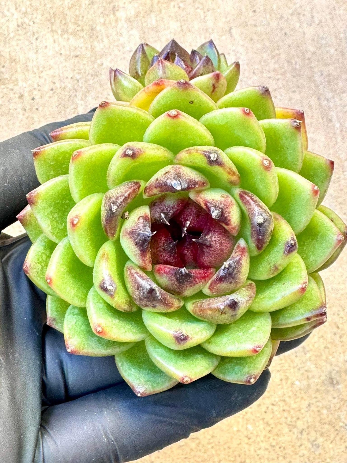 Echeveria Sprite| Live Succulent Plant | Korean Succulent | Rare Imported Echeveria | Imported Plants