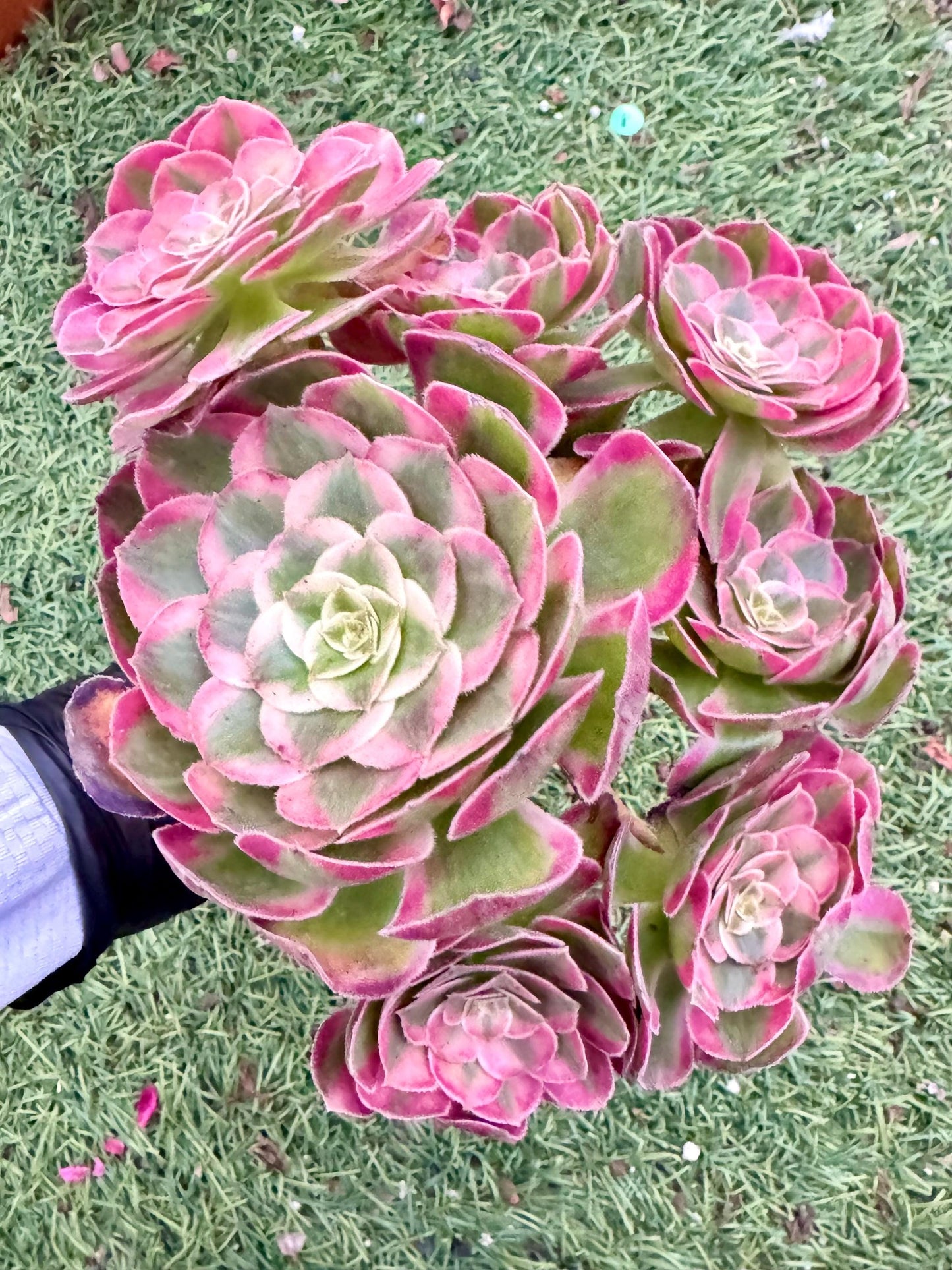 Aeonium Peacock Feather Variegated | Live Succulent Plant | Korean Succulent | Rare Imported Aeonium | Imported Plants