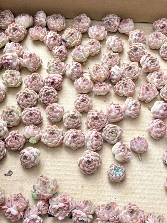 Echeveria Wheat Straw | Live Succulent Plant | Korean Succulent | Variegated Echeveria | Imported Plants | Echeveria Clusters