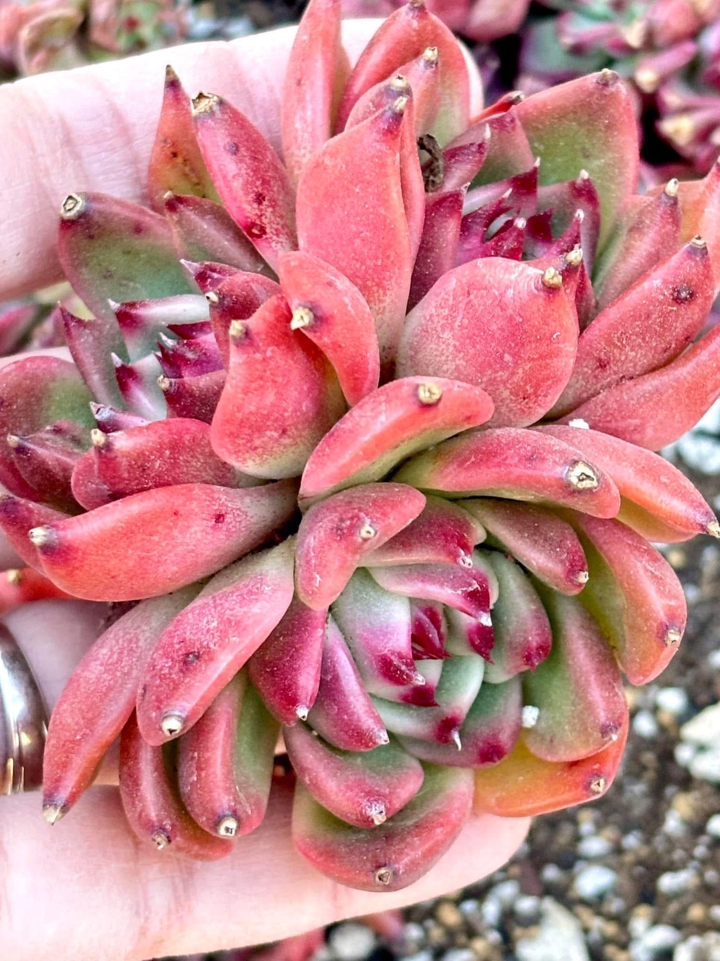 Echeveria Garcia | Live Succulent Plant | Echeveria Cluster | Rare Imported Echeveria | Imported Plants