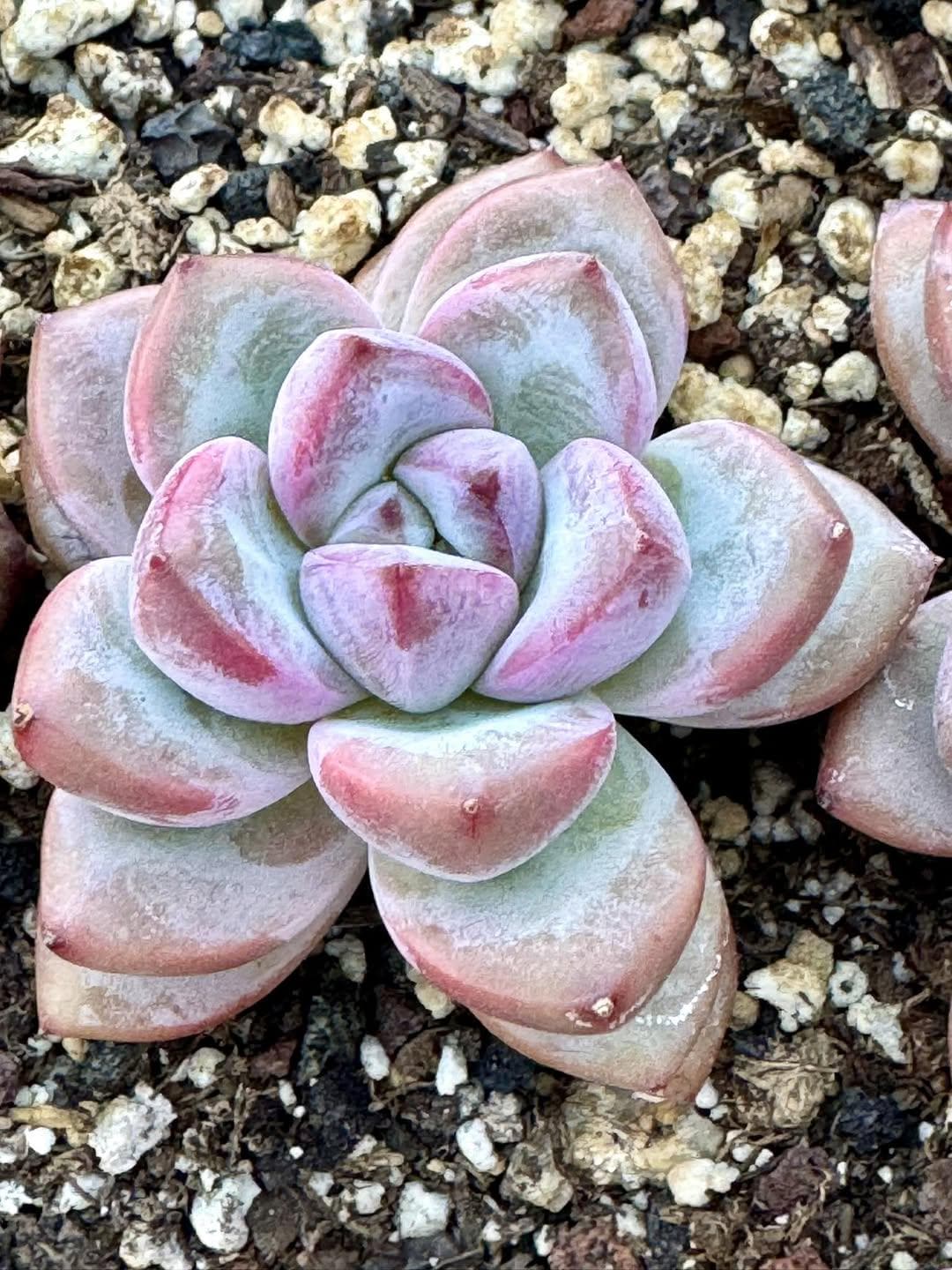 Echeveria Butterfly Leaf | Rare Imported Succulent | Collector’s Succulent