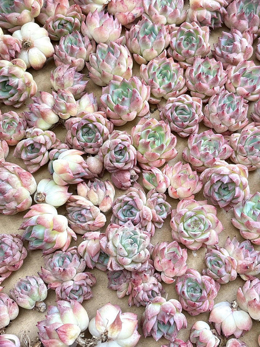Echeveria White Curry | Live Succulent Plant | Korean Succulent | Variegated Echeveria | Imported Plants | Echeveria Clusters