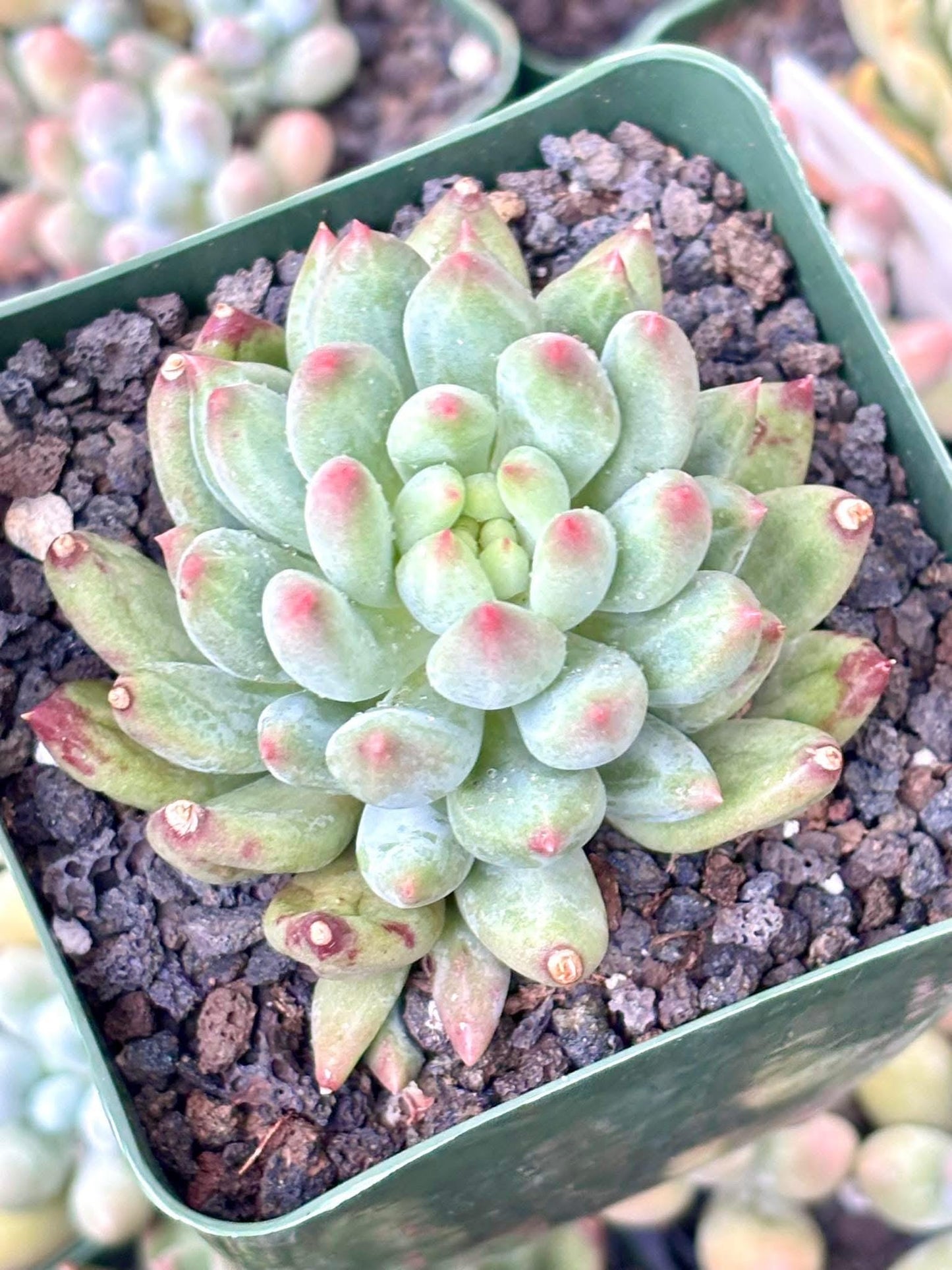 Echeveria Poppy | Live Succulent Plant | Korean Succulent | Rare Imported Echeveria | Imported Plants