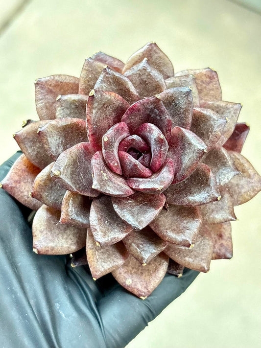 Echeveria Magic Rose | Live Succulent Plant | Korean Succulent | Variegated Echeveria | Imported Plants