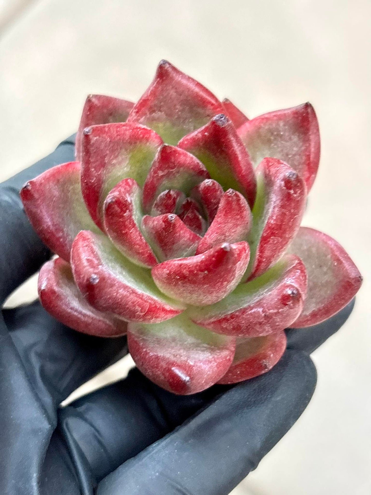 Echeveria Robin | Live Succulent Plant | Korean Succulent | Rare Imported Echeveria | Imported Plants