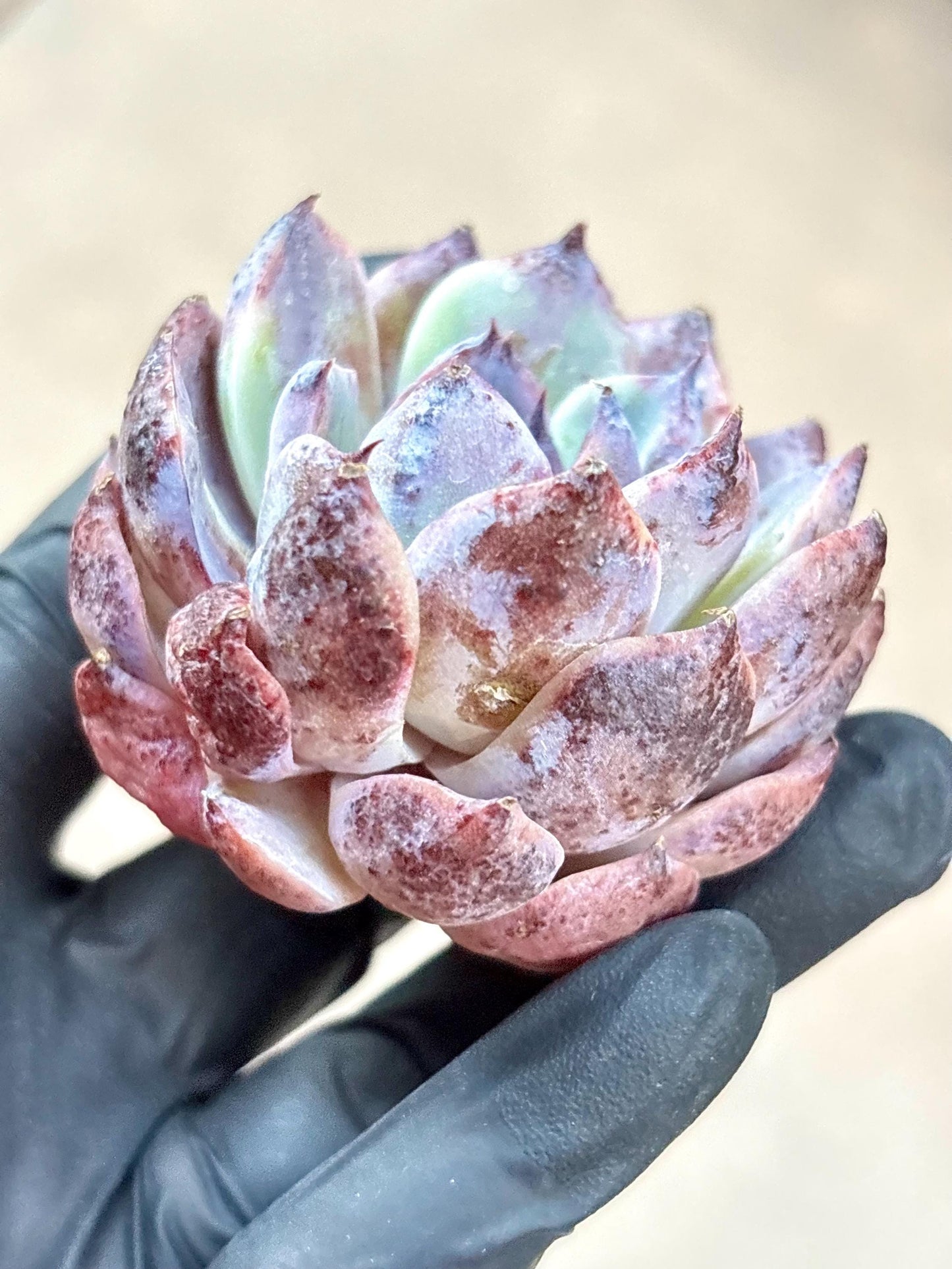 Echeveria Alaba Night | Live Succulent Plant | Korean Succulent | Rare Imported Echeveria | Imported Plants