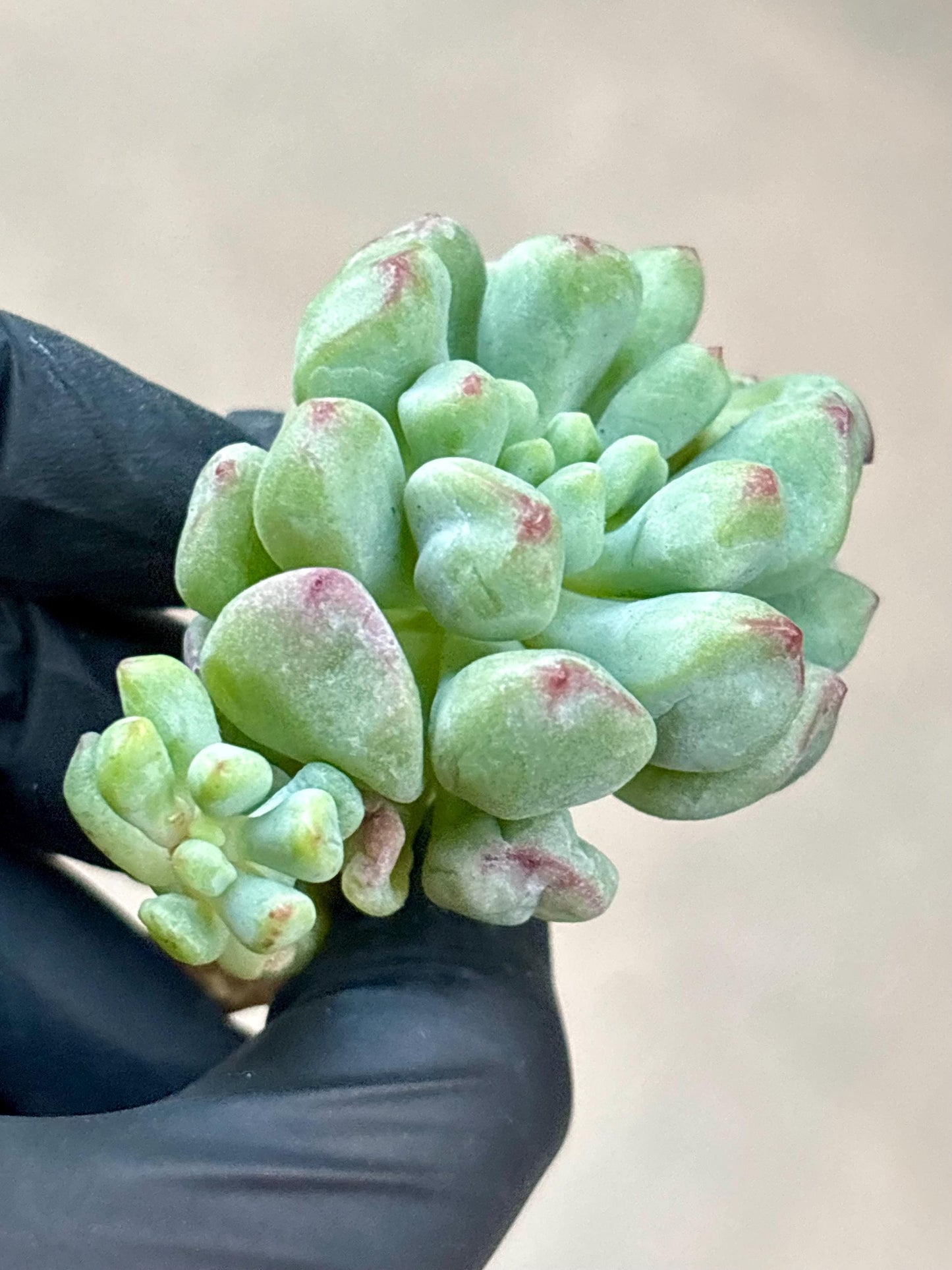 Echeveria Heartball | Live Succulent Plant | Korean Succulent | Rare Imported Echeveria | Imported Plants