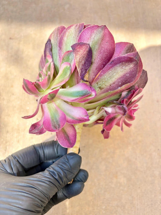 Aeonium Allure Variegated | Live Succulent Plant | Korean Succulent | Rare Imported Aeonium | Imported Plants