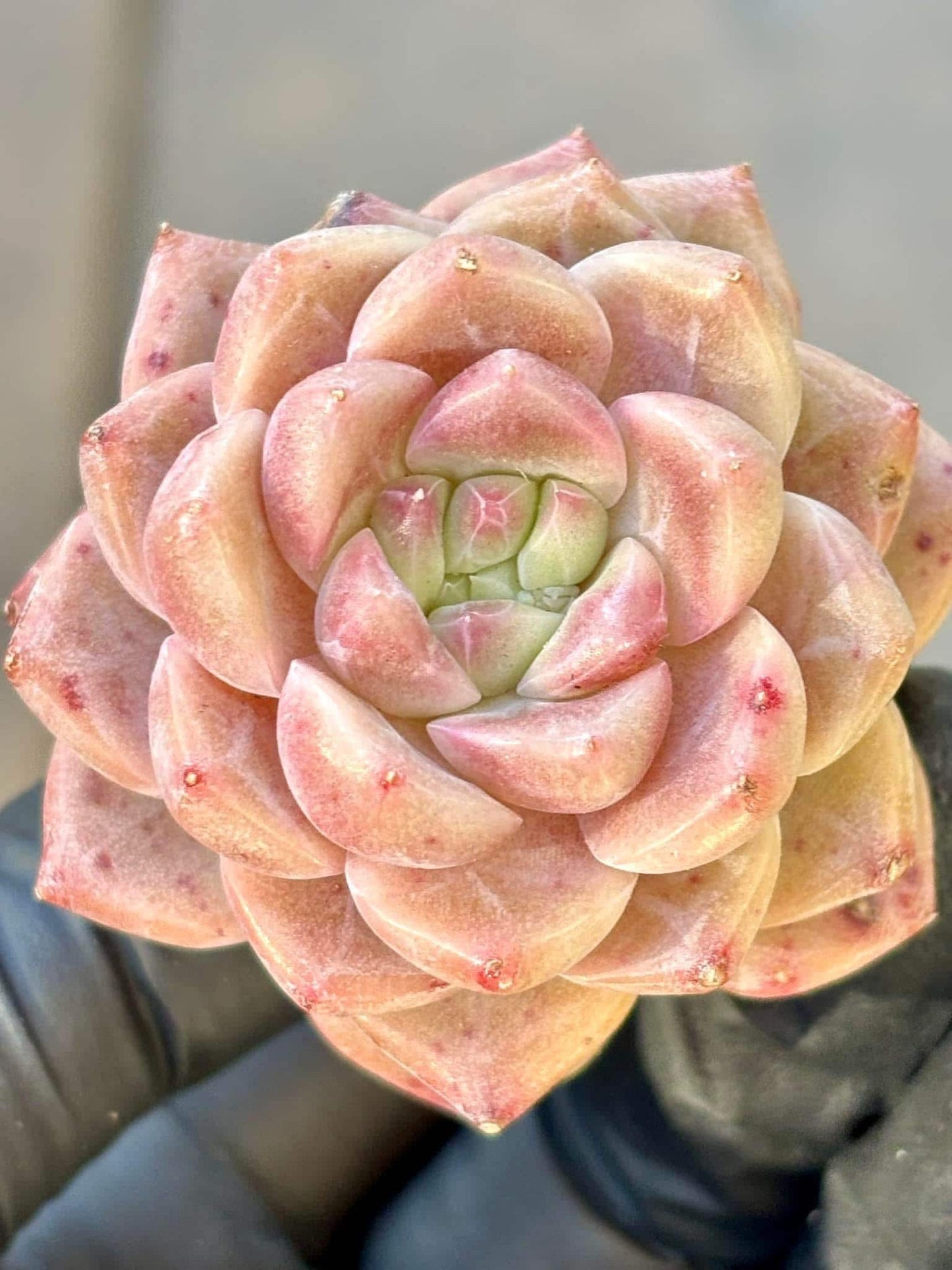 Echeveria Zhong Yue | Live Succulent Plant | Korean Succulent | Rare Imported Echeveria | Imported Plants