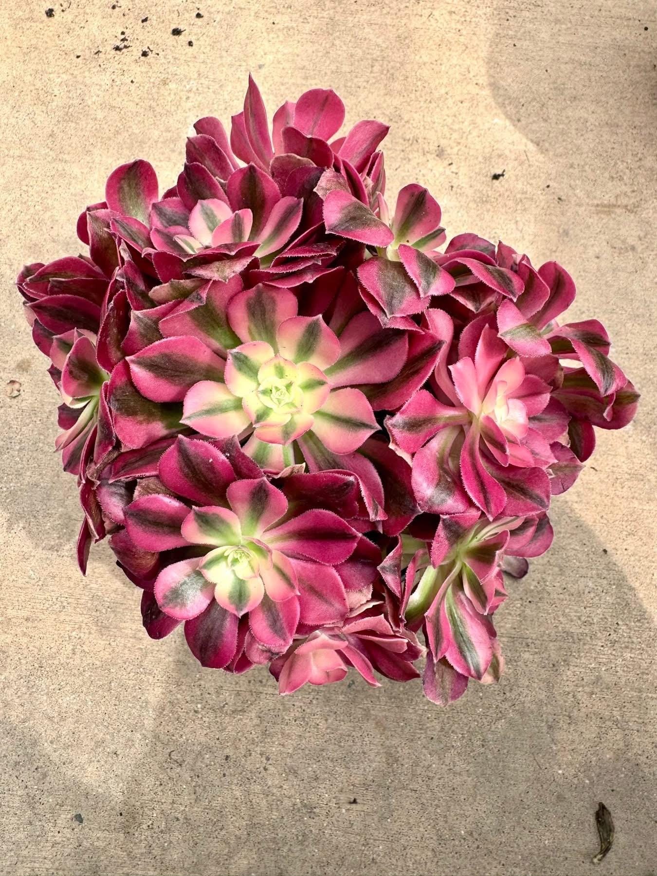 Aeonium Valentine | Live Succulent Plant | Imported Succulent