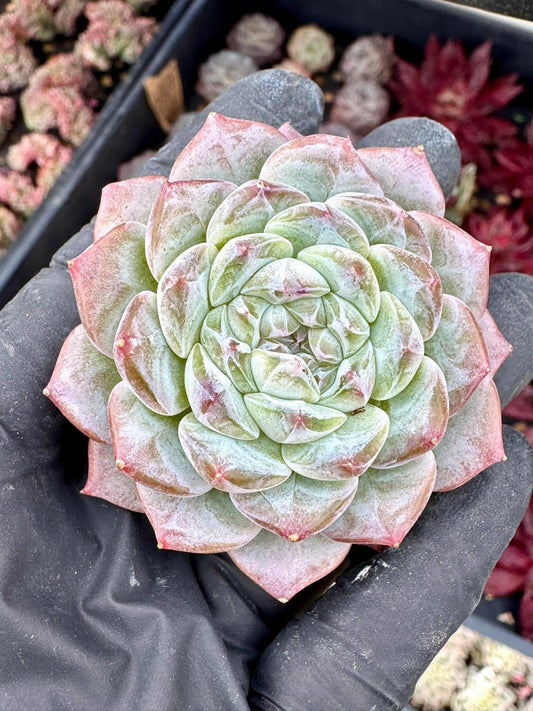 Echeveria La Tugascar | Live Succulent Plant | Korean Succulent | Variegated Echeveria | Imported Plants