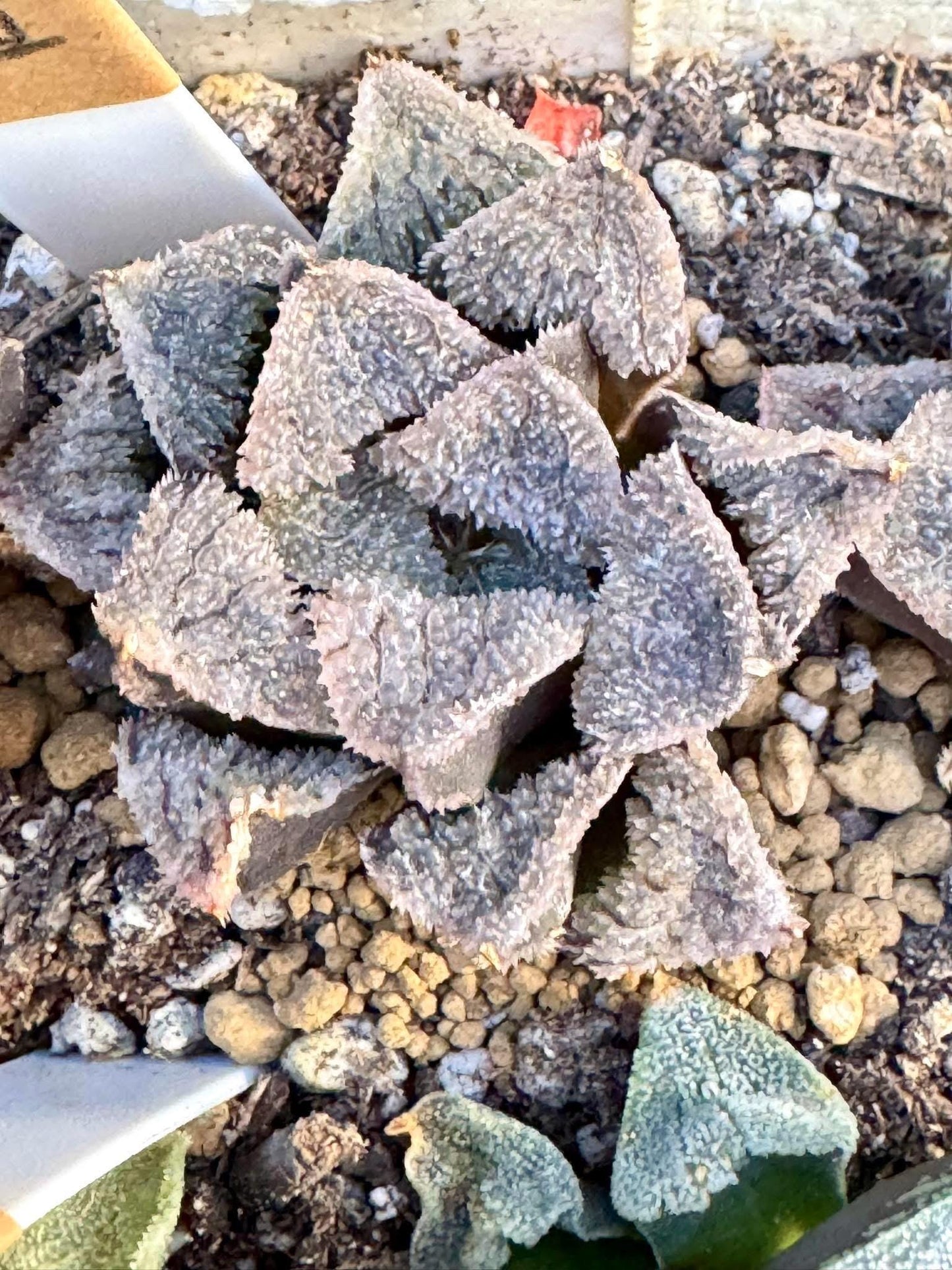 Haworthia Kumi | Live Succulent Plant | Imported Plants | Imported Haworthia