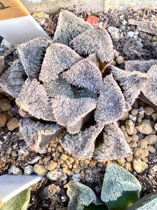 Haworthia Kumi | Live Succulent Plant | Imported Plants | Imported Haworthia