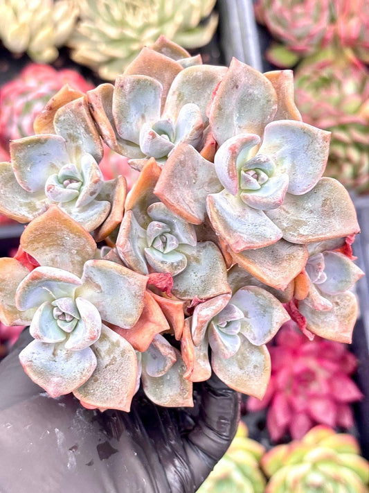 Echeveria Skittles | Live Succulent Plant | Korean Succulent | Rare Imported Echeveria | Imported Plants